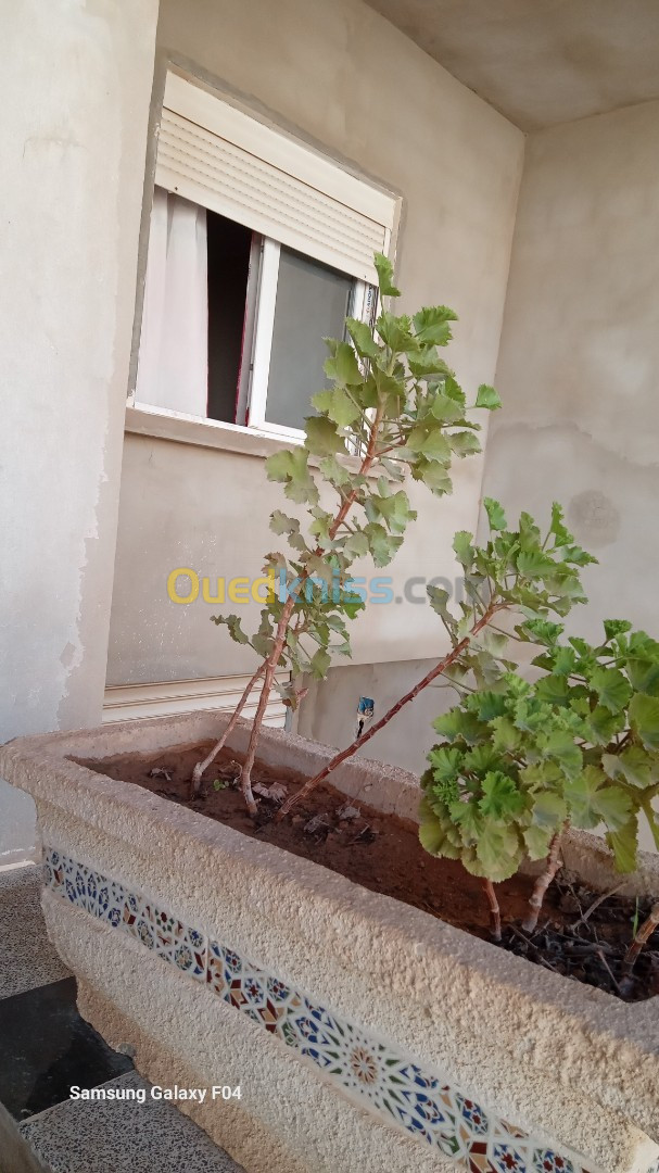 Vente Villa Mostaganem Mezghrane