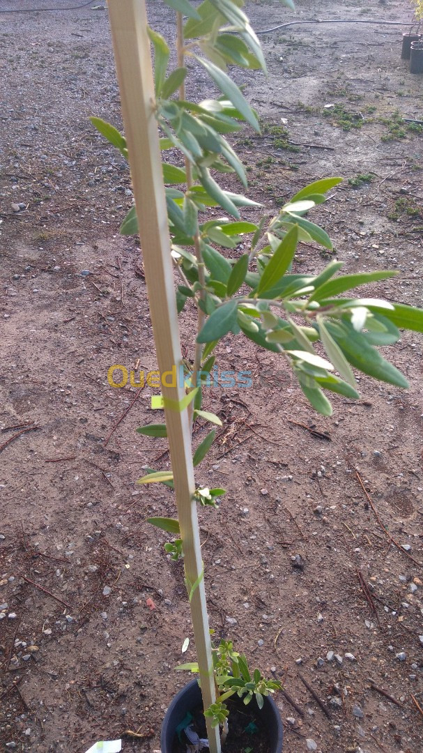 Tuteur en bois rouge pour plante