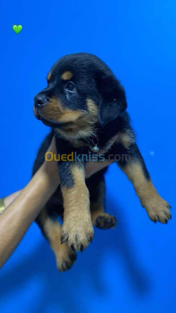 Rottweiler