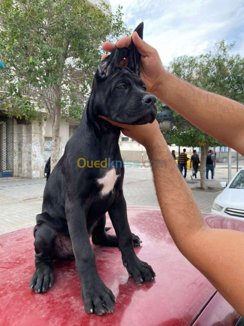 Cane corso 