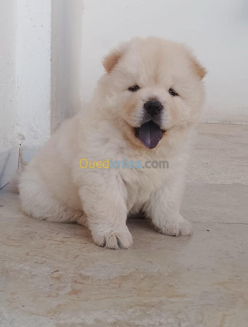 Chow chow 