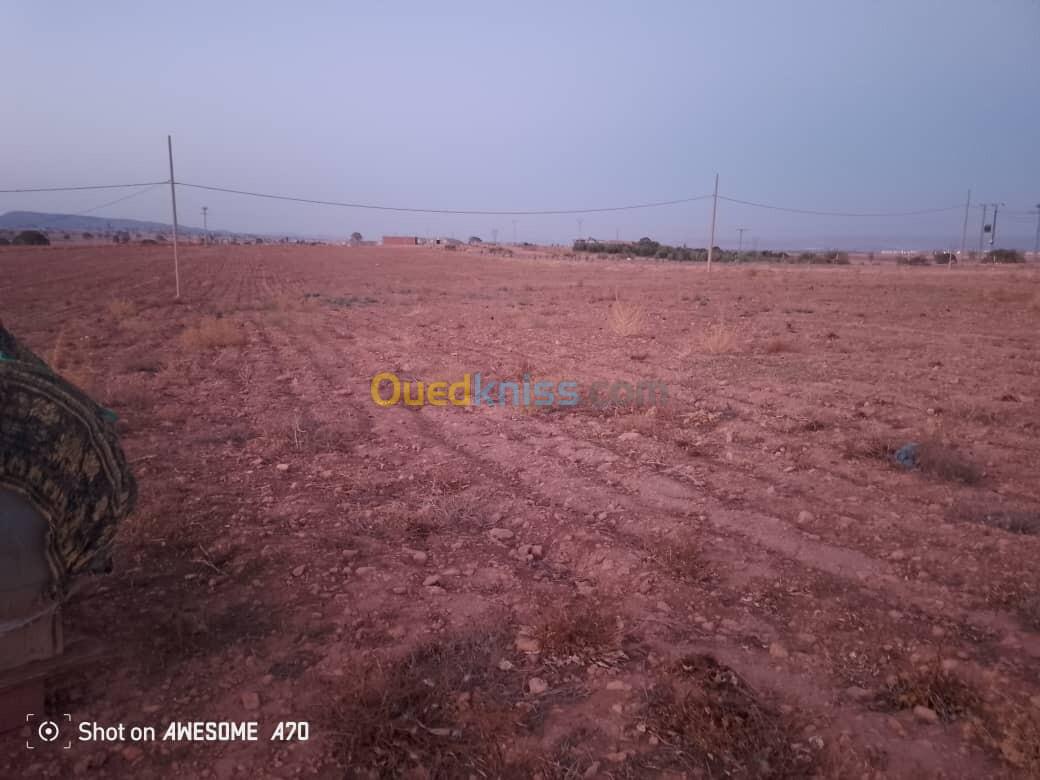 Vente Terrain Agricole Saida Youb