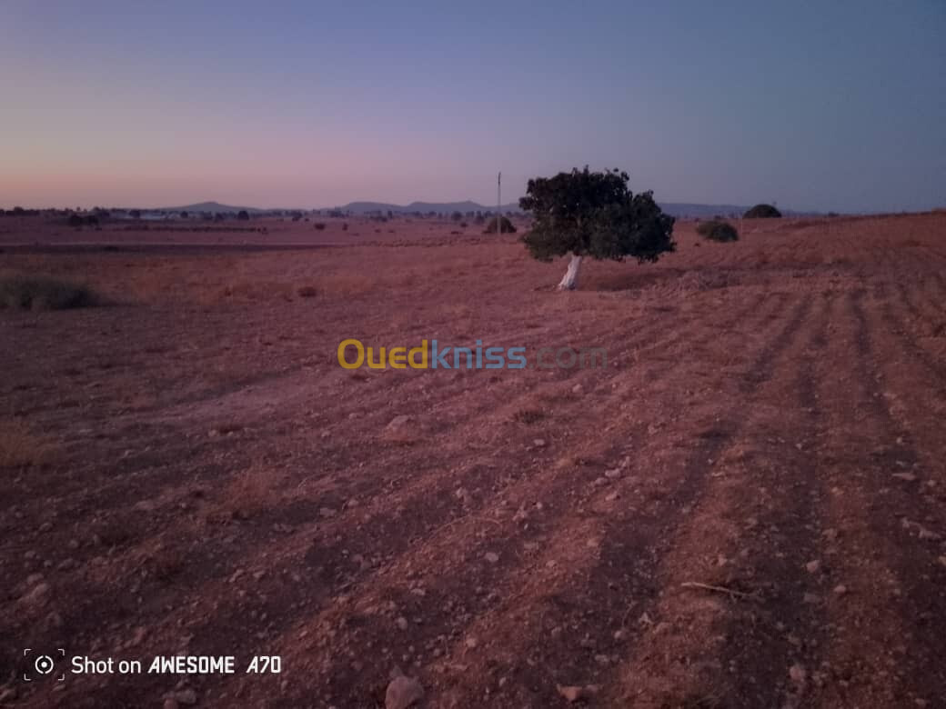 Location Terrain Agricole Saïda Youb