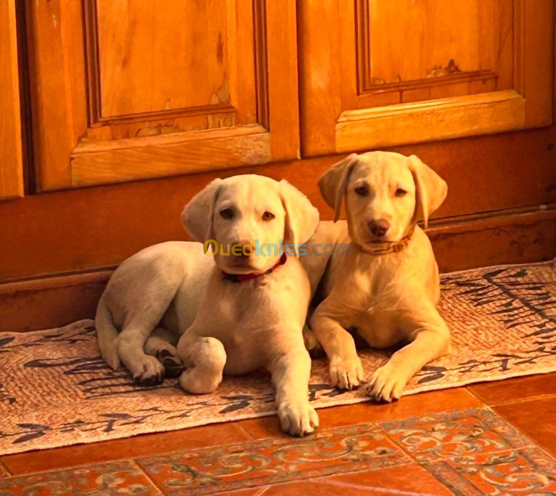 Vend couple chiots labradors mal et femelle pure race 