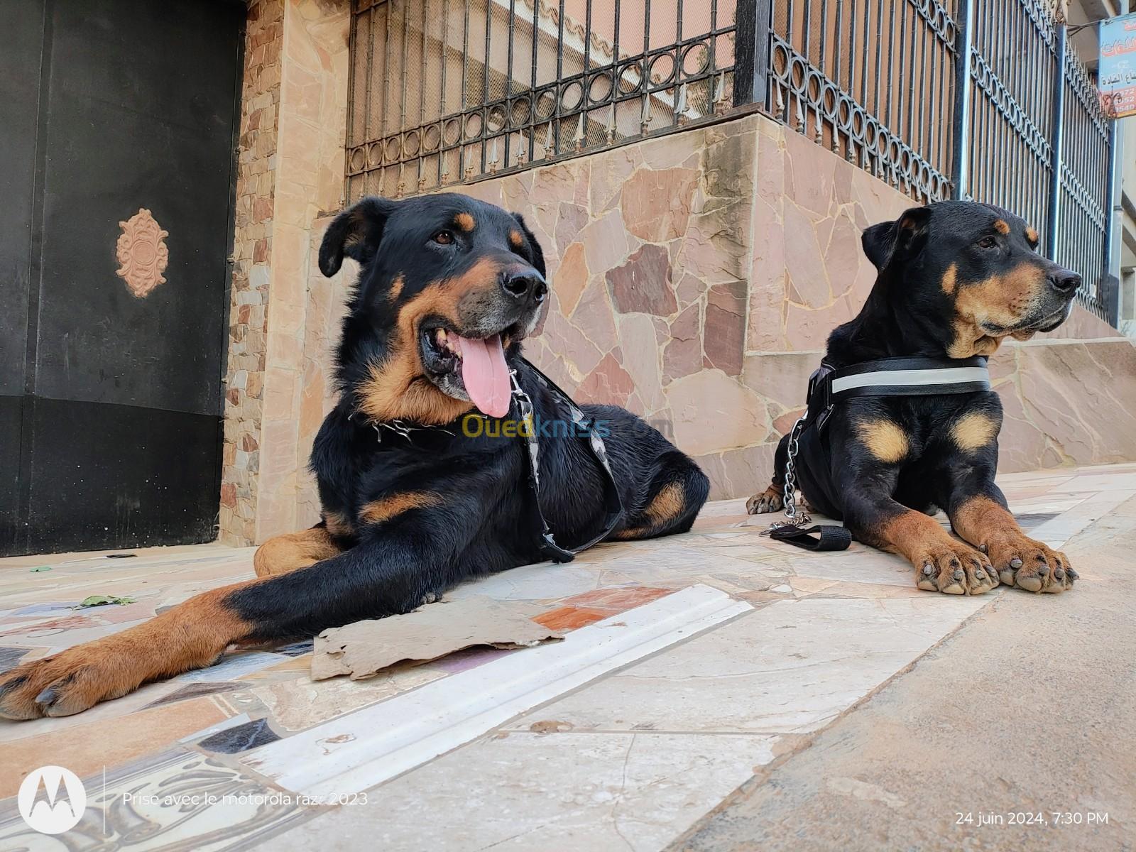 Couple rottweiler american