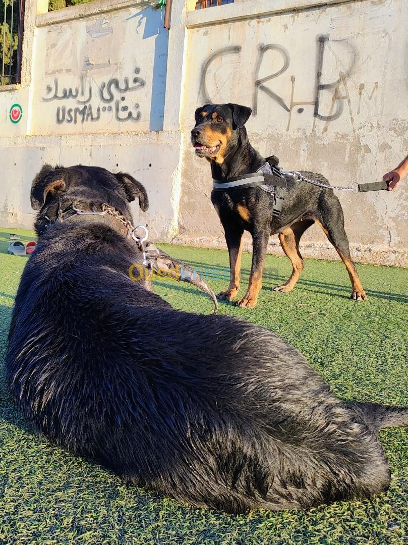 Couple rottweiler american