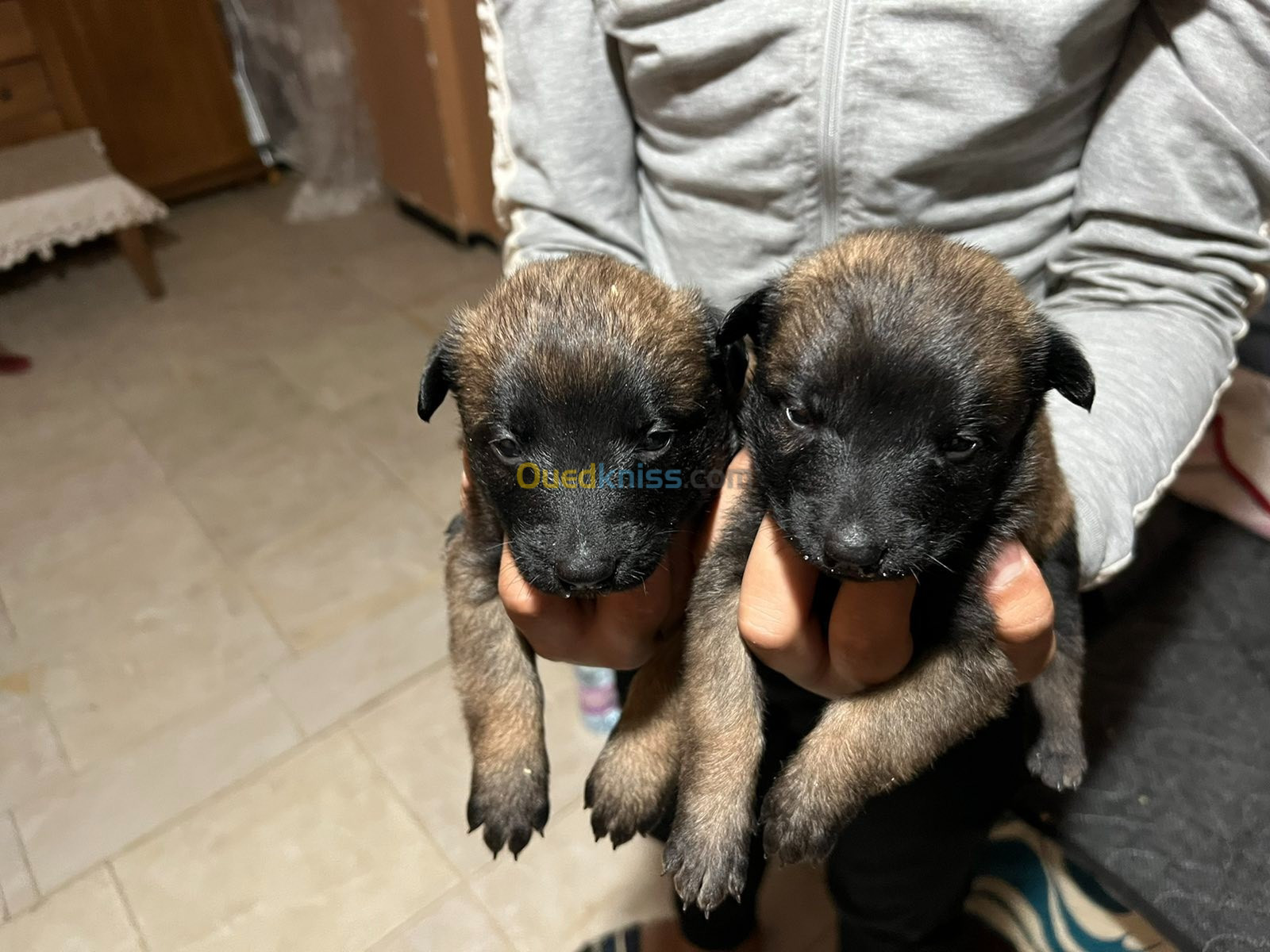 Chiot malinois 