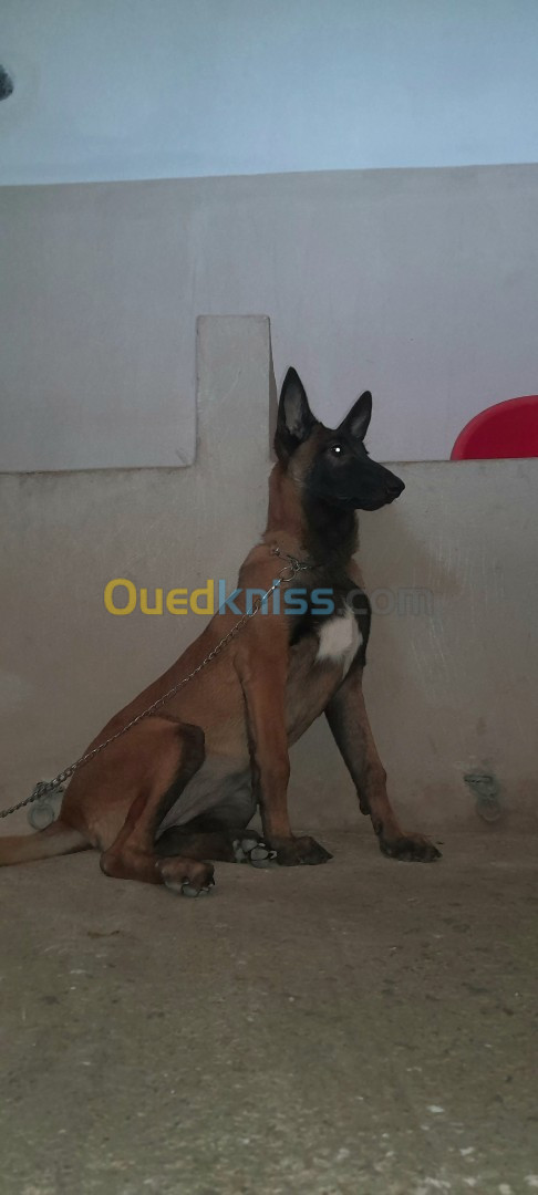 Malinois mal et femelle a vendre 