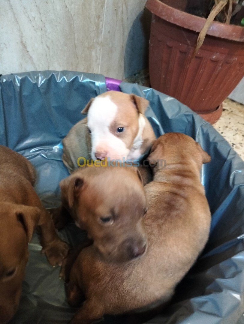 chiots American pitbull terrier red nose