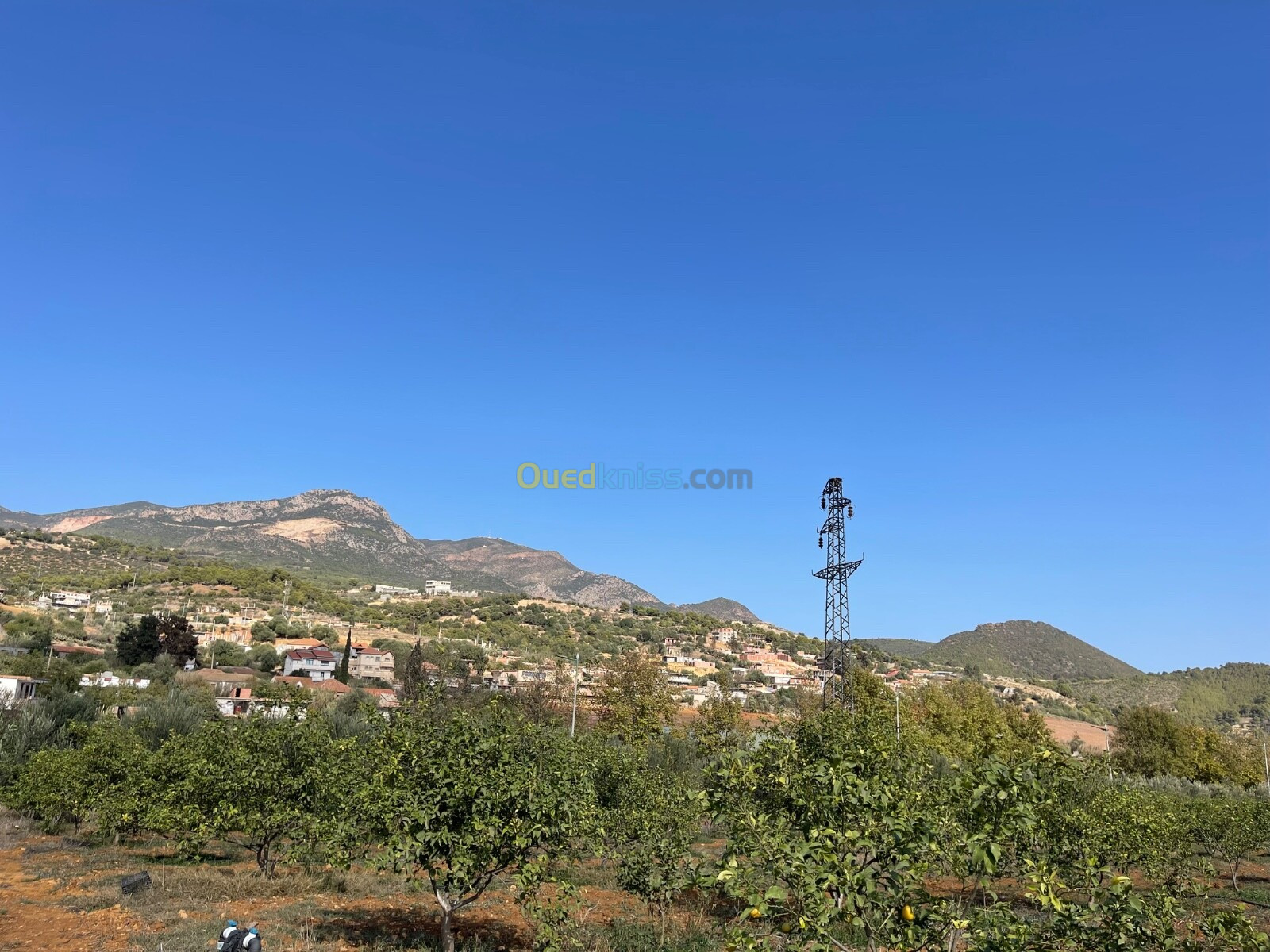 Vente Terrain Agricole Tipaza Nador