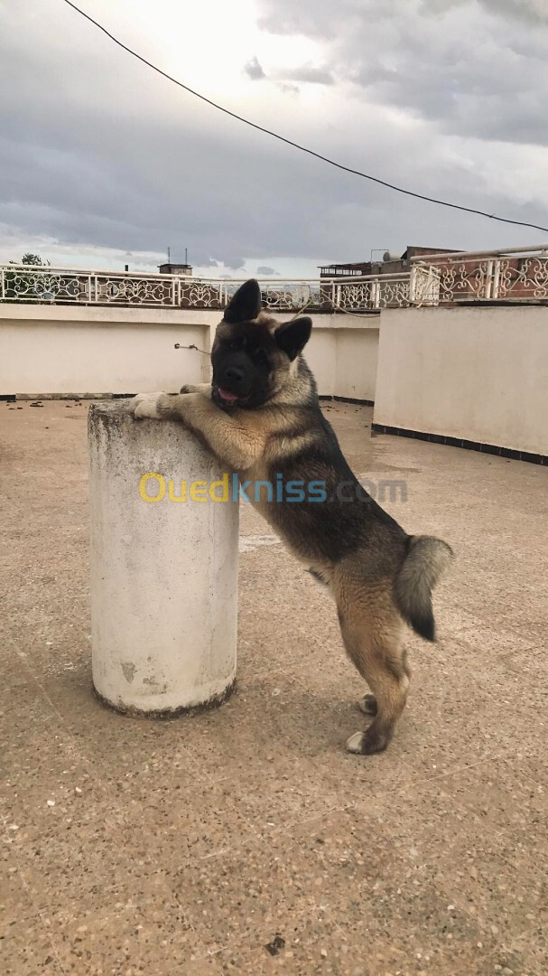 Chien Akita américain male de 7 moi avec tout les vaccin et chien bon santé 