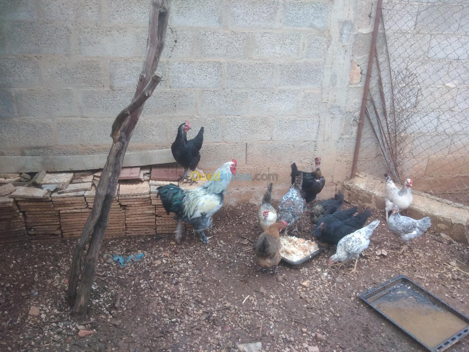 Poules 