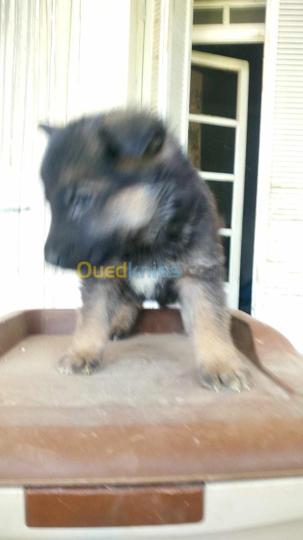 Chien berger allemand 35 jours 