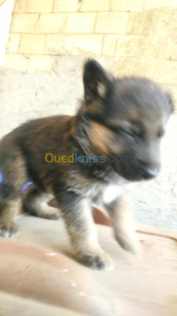 Chien berger allemand 35 jours 