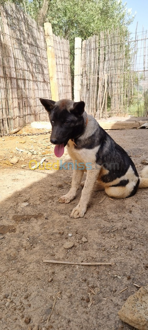 Couple Chien et Chienne Akita race américaines    كلب وكلبة أكيتا فصيلية أمريكية