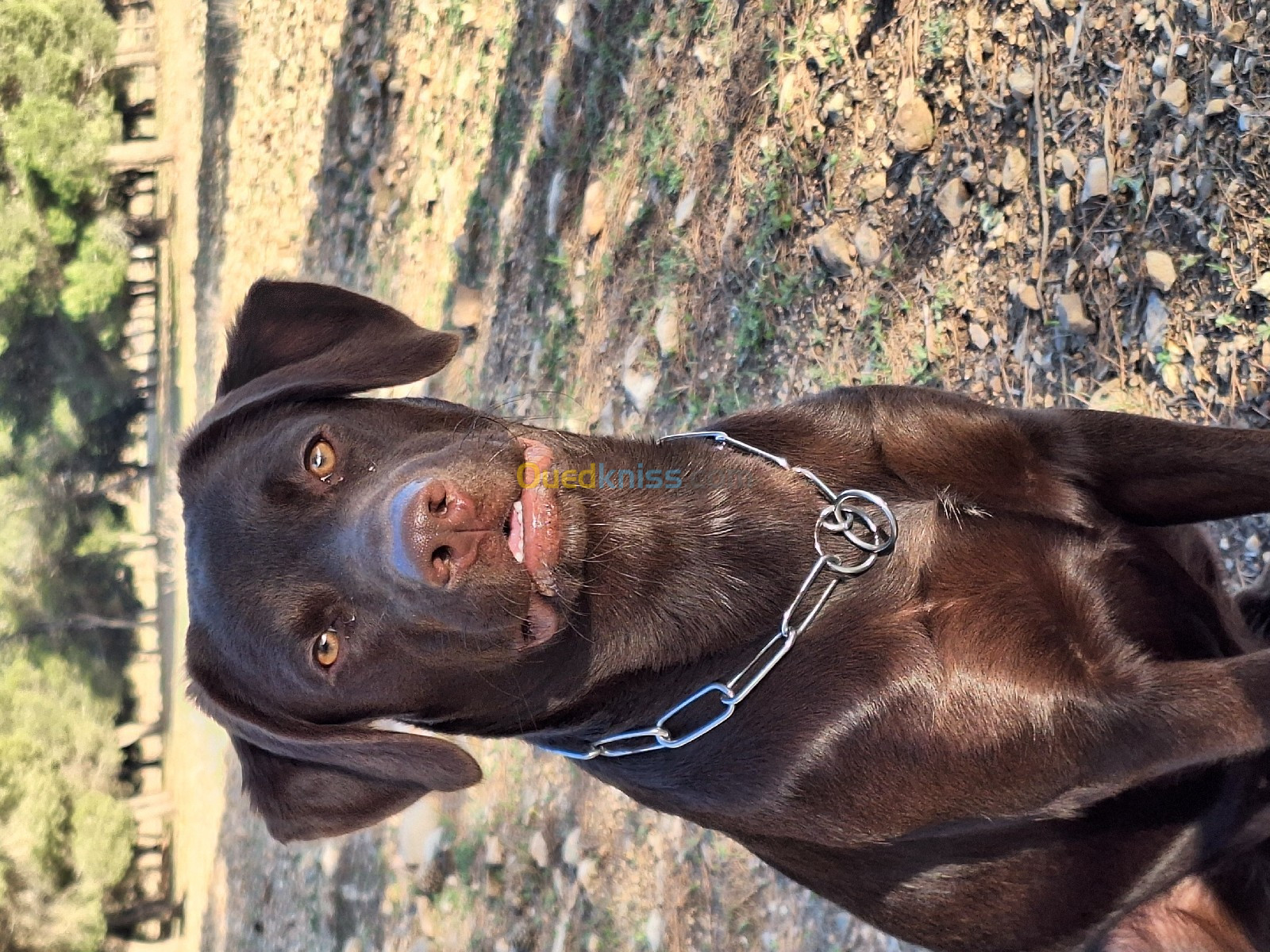 Femelle labrador race pure très bon caractère âgé de 10 mois 