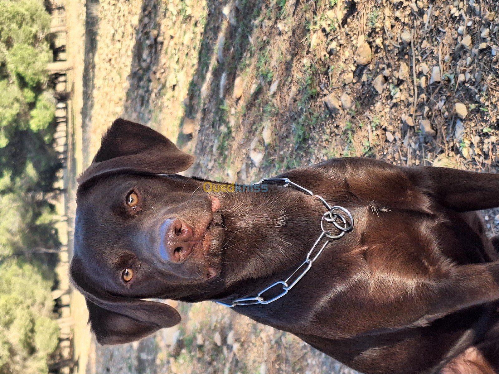 Femelle labrador race pure très bon caractère âgé de 10 mois 