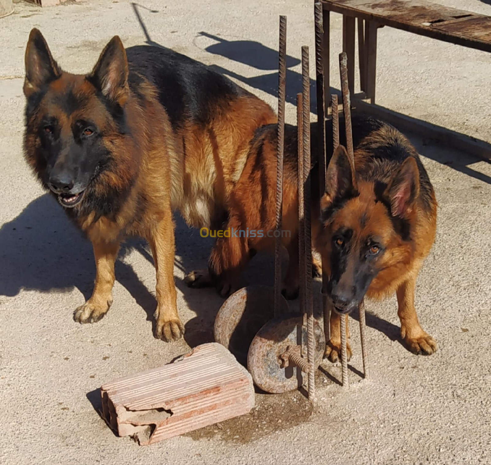 Chiot Berger Allemand pédigré 