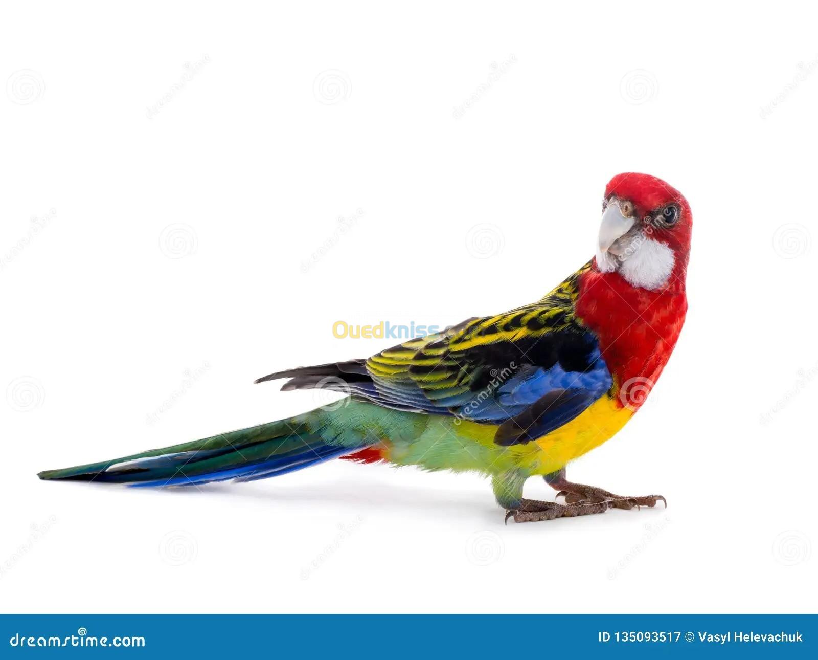 male ROSELLA 