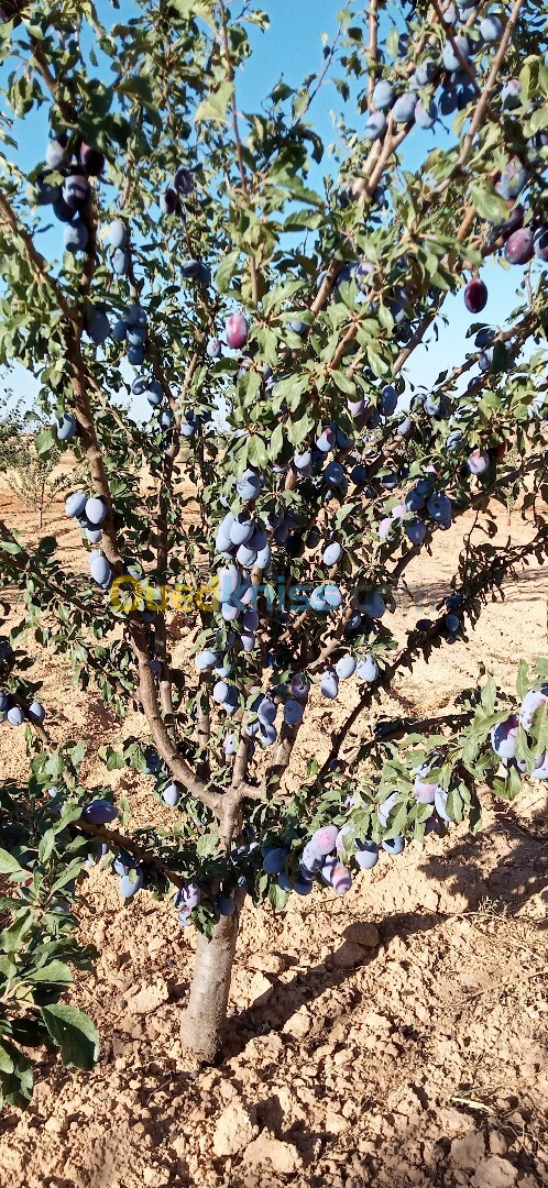 Location Terrain Agricole Sidi Bel Abbès Ben badis