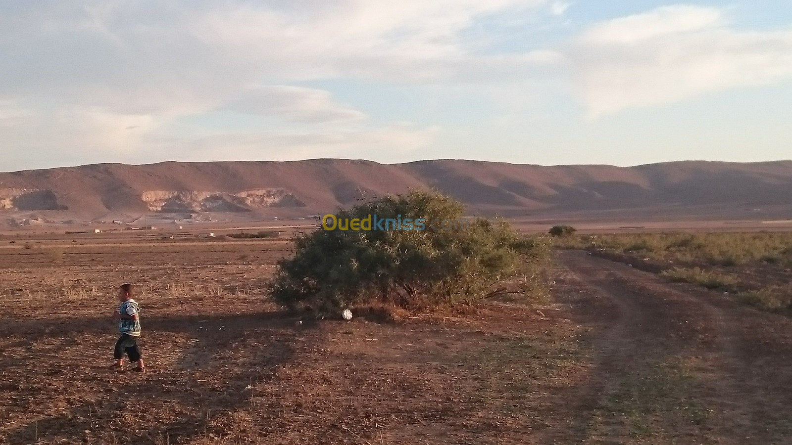 Vente Terrain Agricole Tiaret Rechaiga