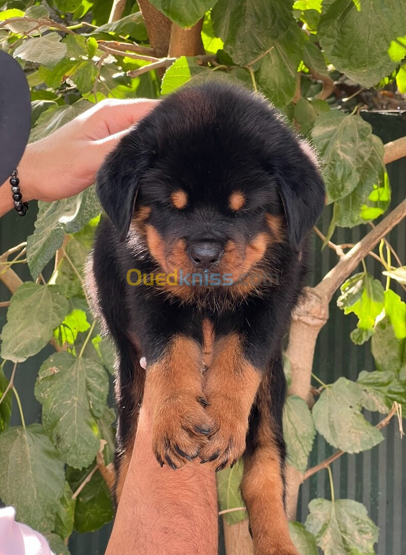 Rottweiler serbie chiots