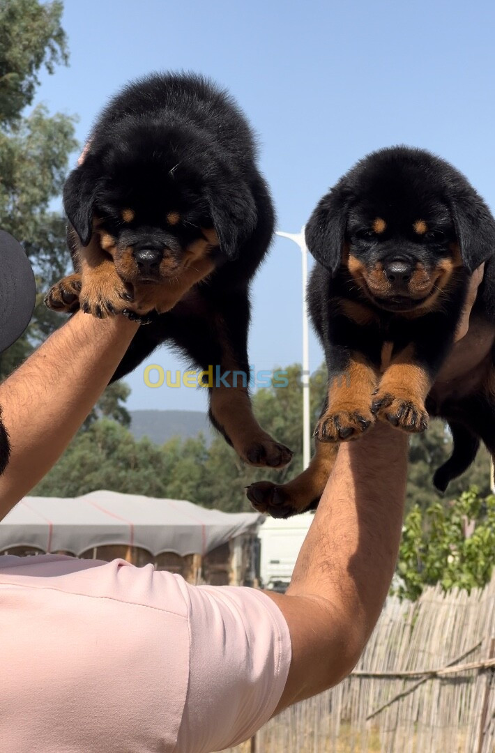 Rottweiler serbie chiots