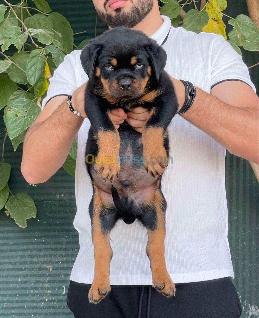 Rottweiler serbie