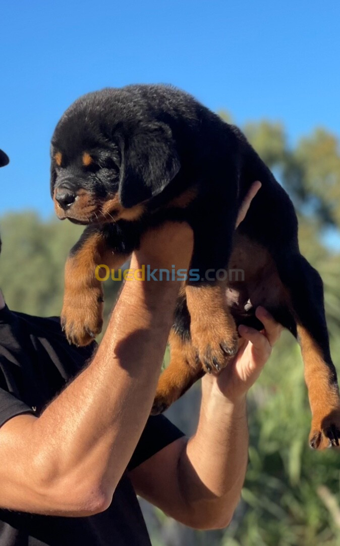 Rottweiler serbie