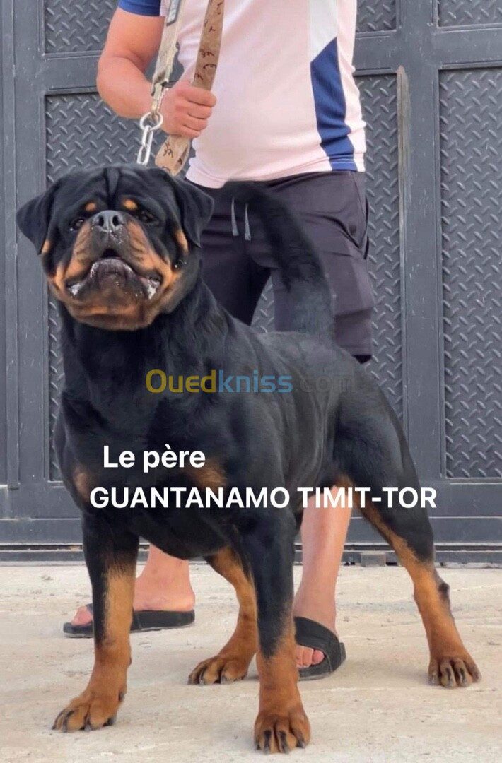 Rottweiler serbie