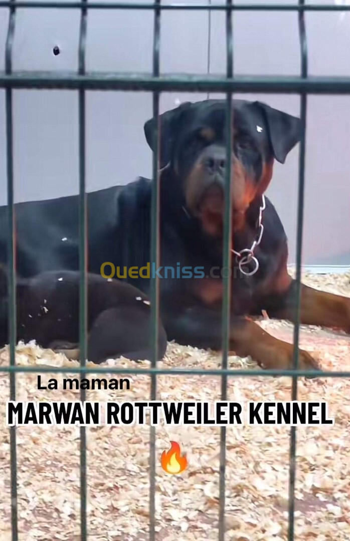 Rottweiler serbie