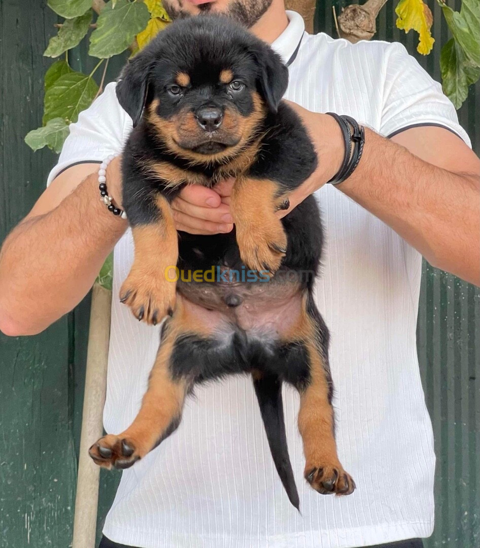 Rottweiler serbie