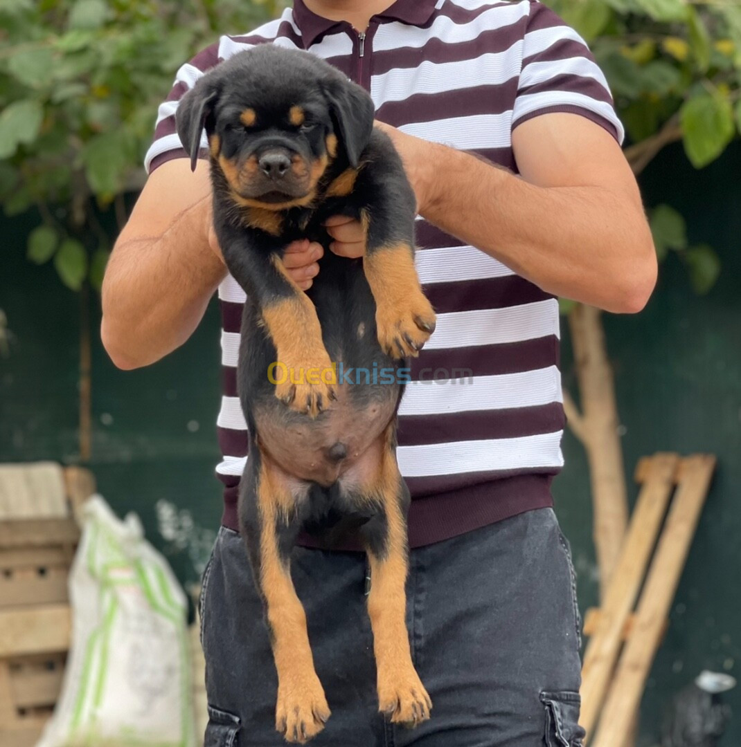 Rottweiler serbie