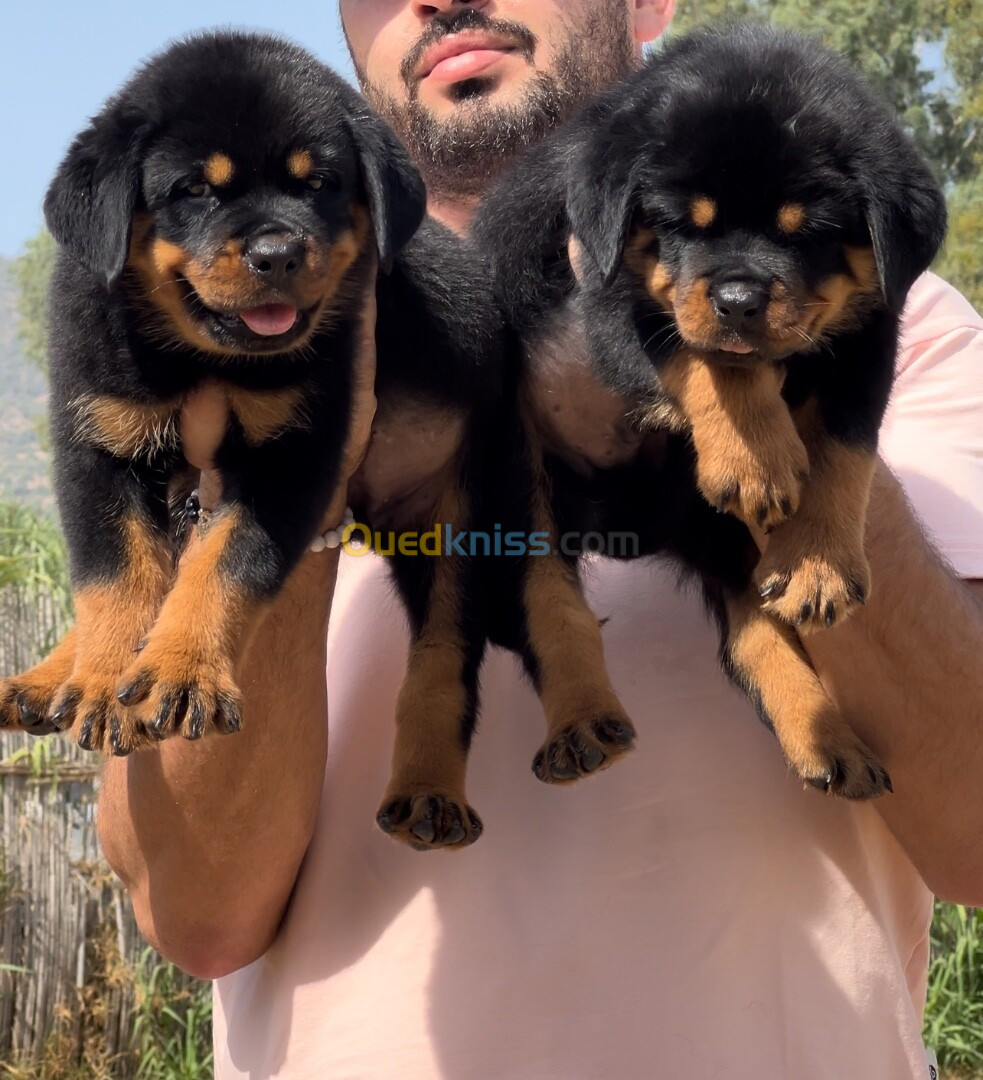 Rottweiler serbie chiots