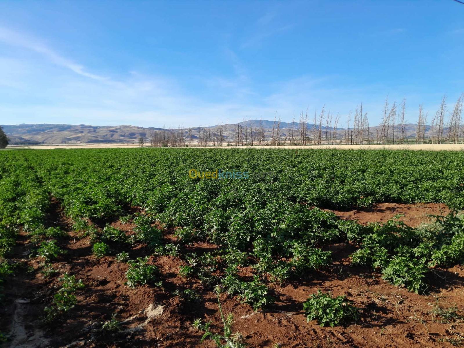 Vente Terrain Chlef Oued fodda