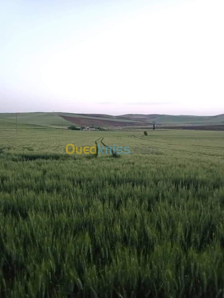 Vente Terrain Bouira Oued el berdi