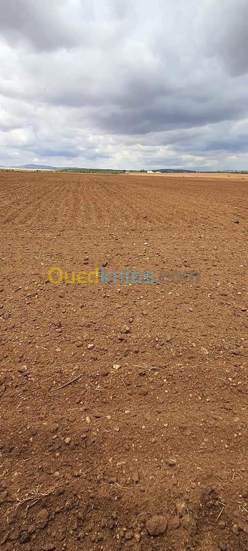 Vente Terrain Bouira Oued el berdi