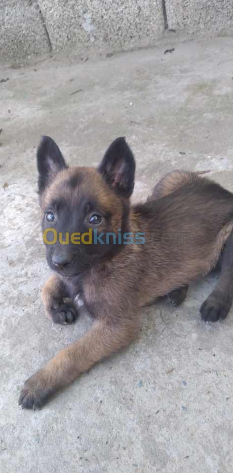 Vend chiot malinois charbonné grande taille 