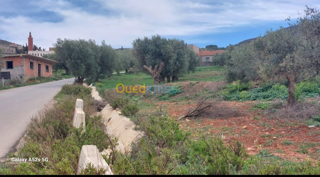 Vente Terrain Tlemcen Chetouane