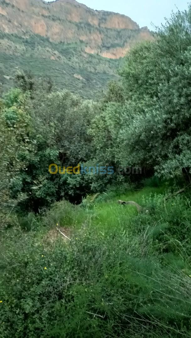 Vente Terrain Tlemcen Tlemcen