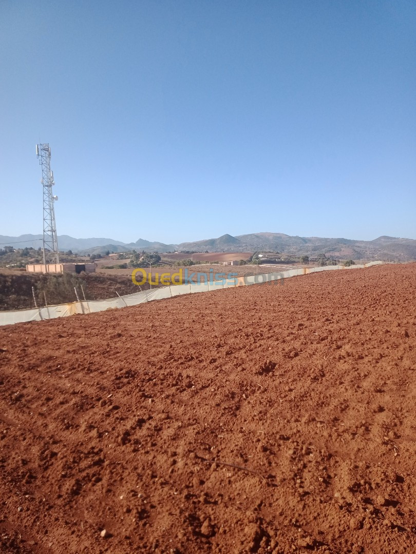 Vente Terrain Agricole Tipaza Sidi amar