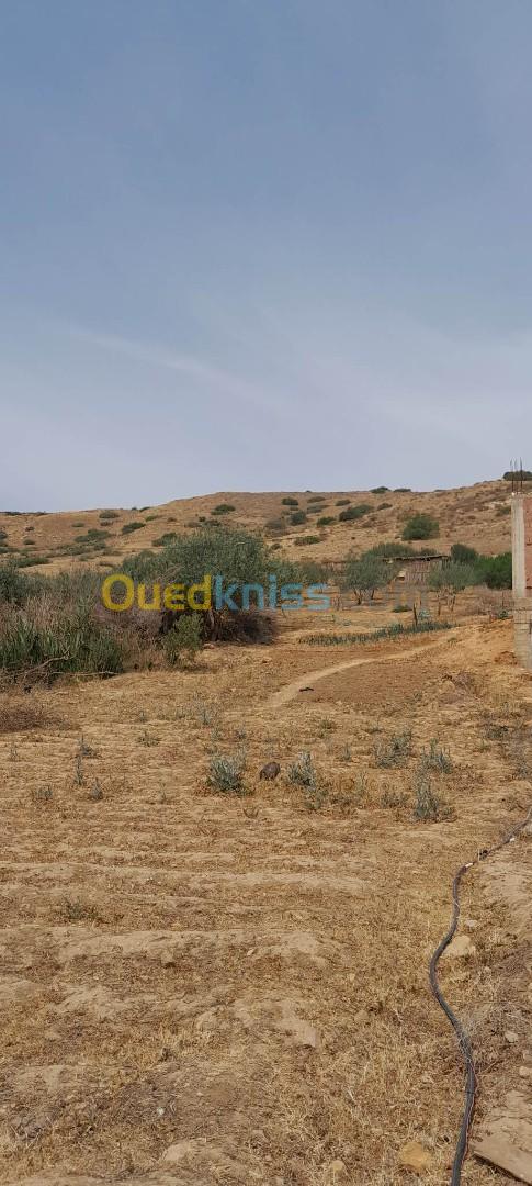 Vente Terrain Chlef Oued fodda