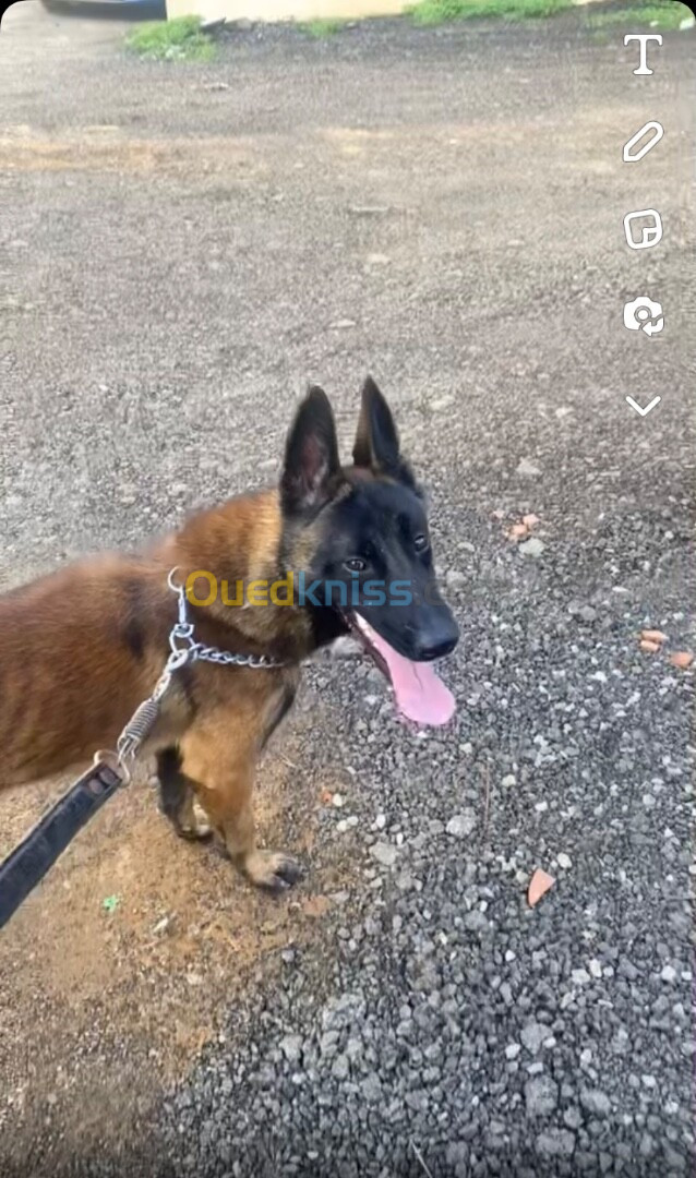 Chien malinois mâle 2 ans