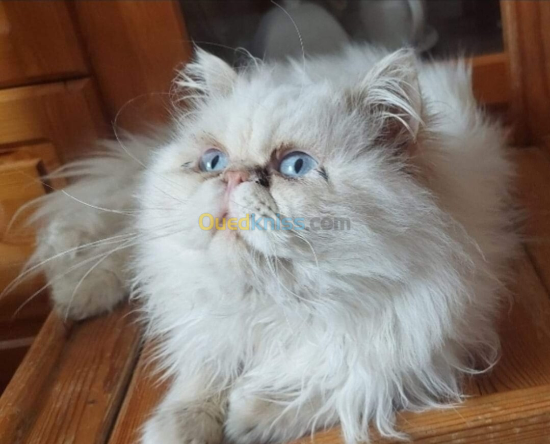 Chat persan himalayen mâle 