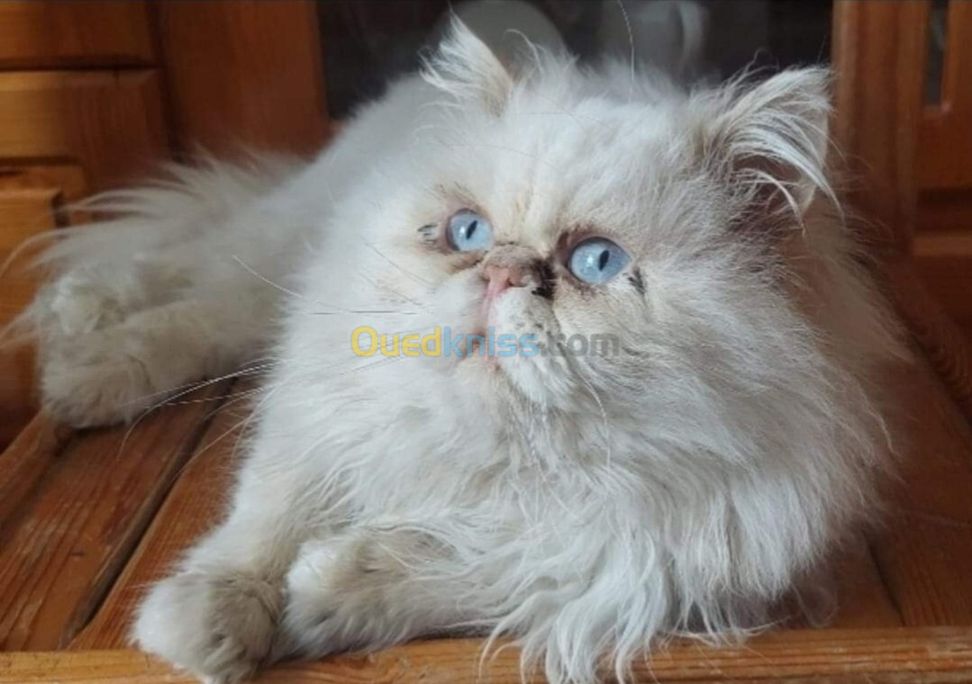 Chat persan himalayen mâle 