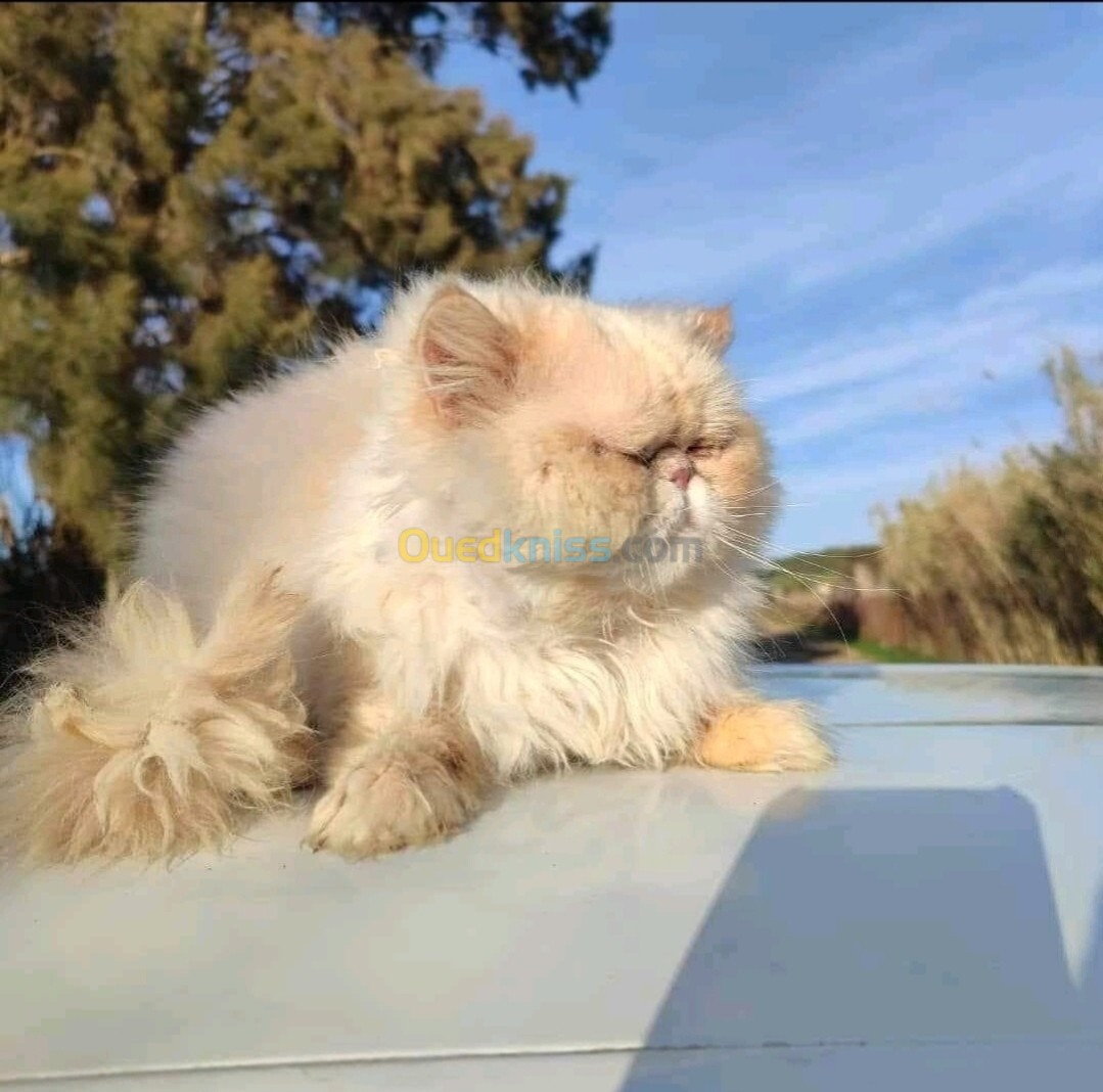 Chat persan himalayen mâle 