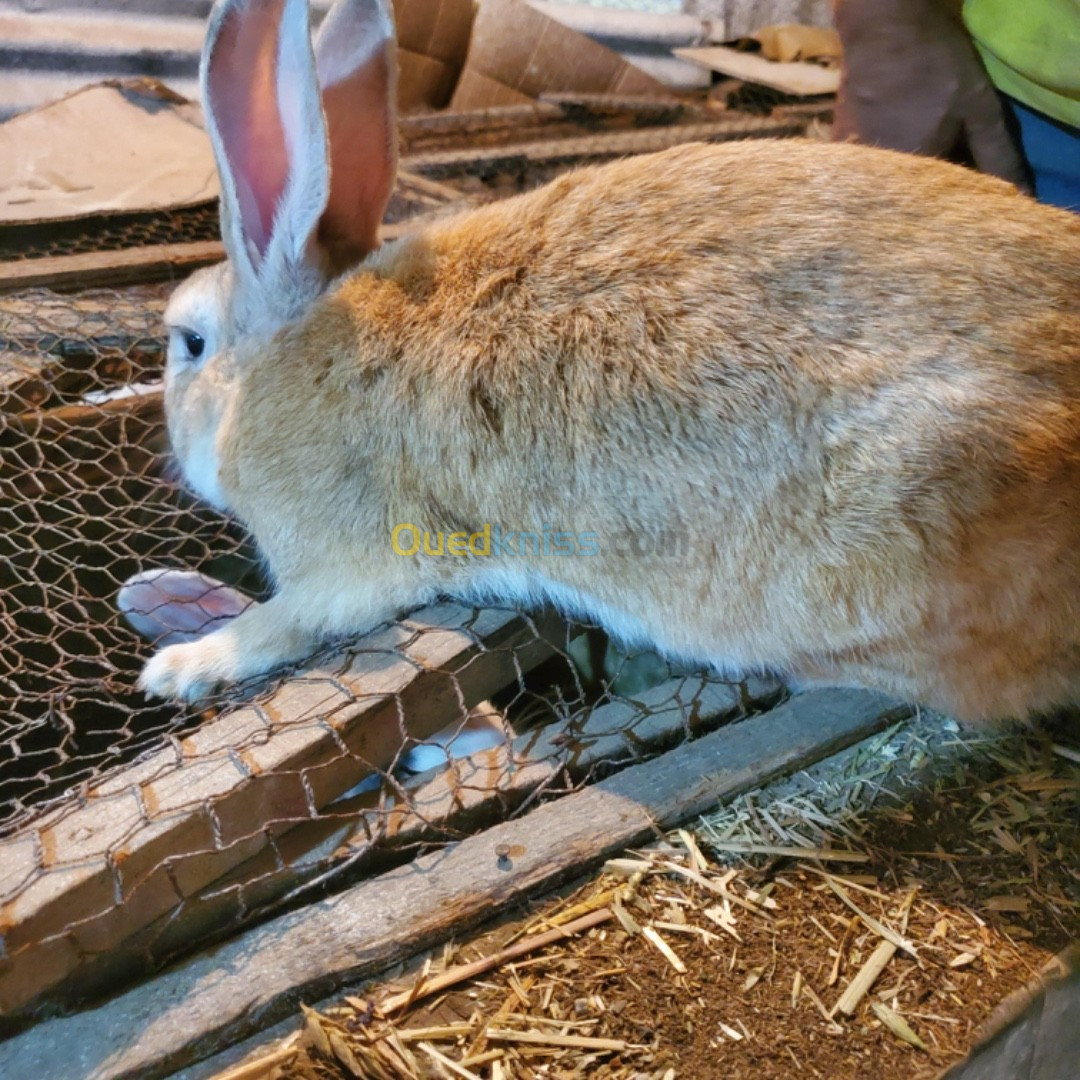 Vente de Lapins Locaux