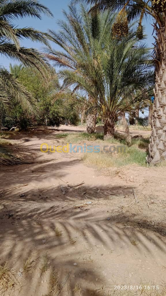 Vente Terrain Biskra El hadjeb