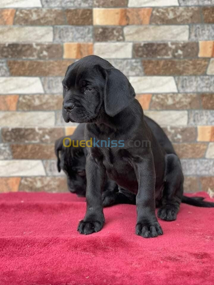 Cane corso 