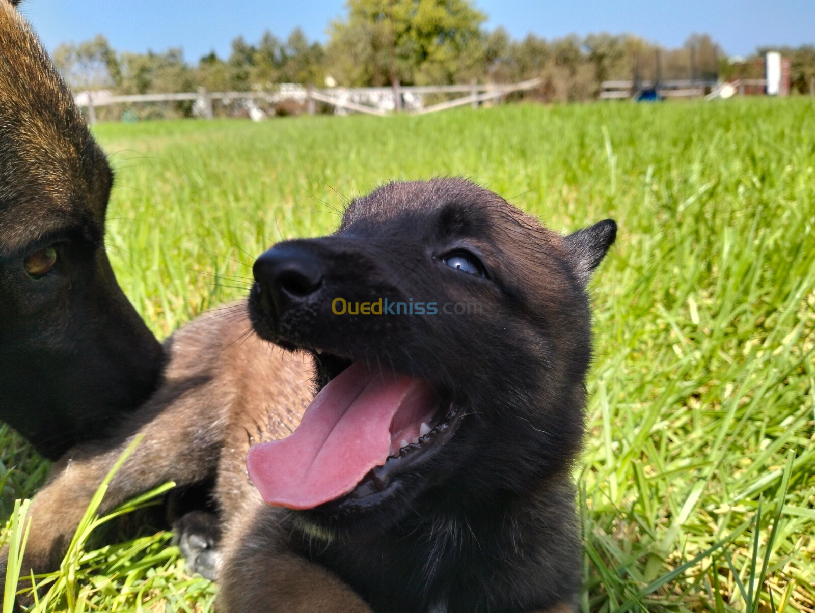 Chien Malinois vrai race